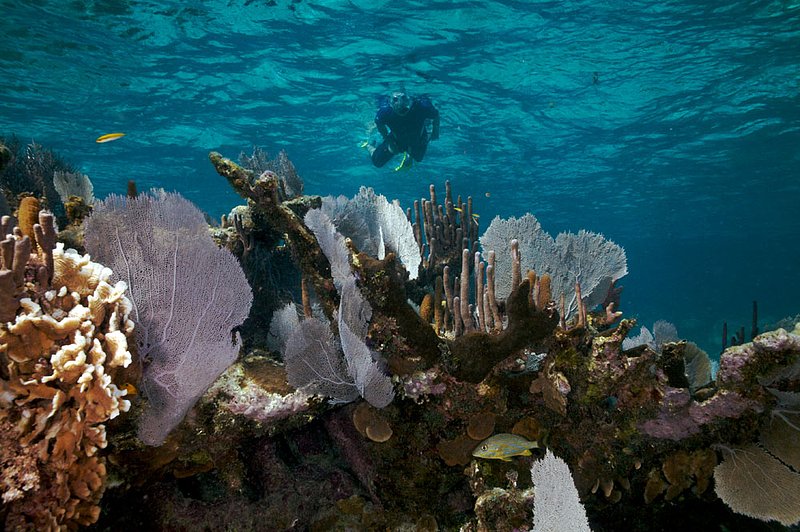 IMG_8344 314.jpg :: A snorkler off of the Belizean Cayes.