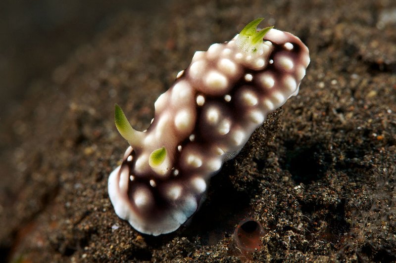 IMG_8346 91.jpg :: A Chromodoris geometrica off of Tulamben, Bali, Indonesia, Indian Ocean.