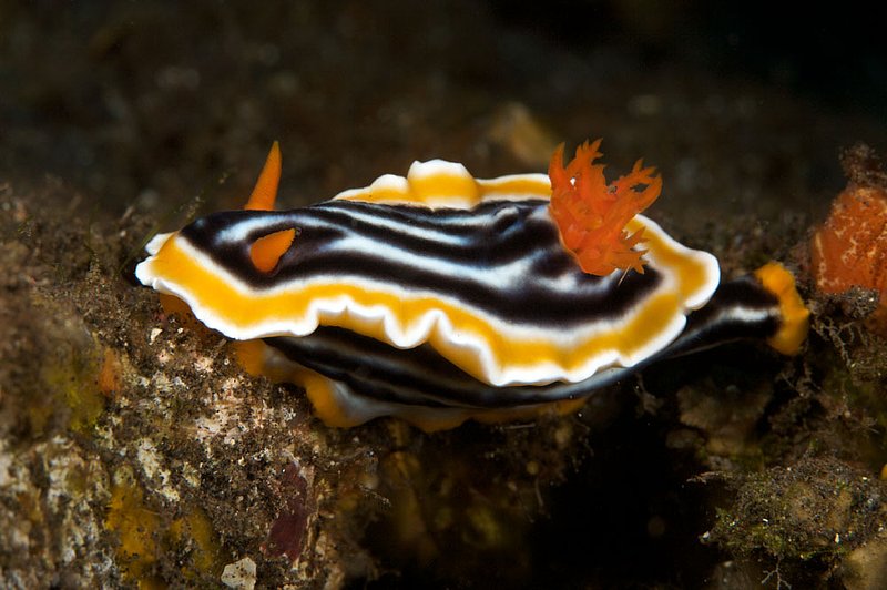 IMG_8356 101.jpg :: A nudibranch (Chromodoris magnifica) slithers on a reef wall off of Bali, Indonesia, Indian Ocean.