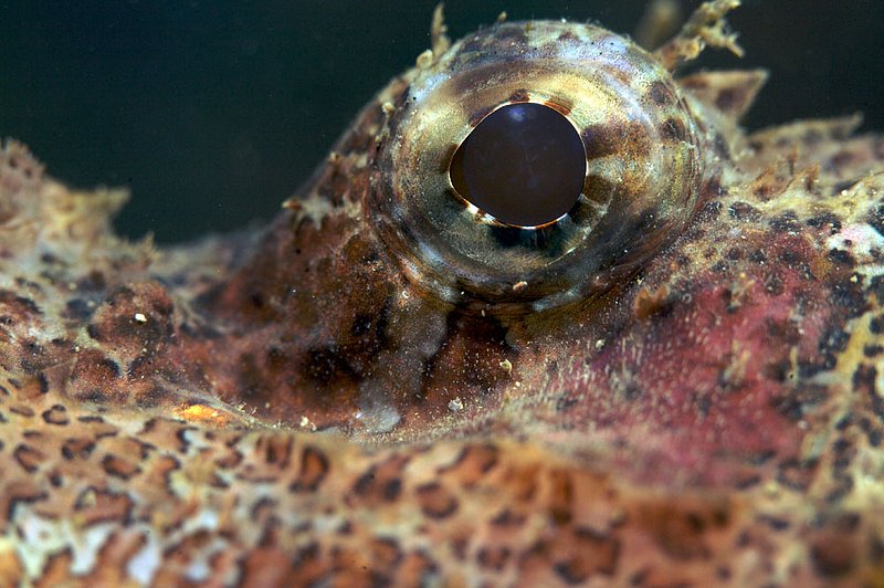 IMG_8382.jpg :: An intimate image of a scorpionfish (Scorpaenopsis oxycephata) in the Similan Islands, Andaman Sea, Thailand.