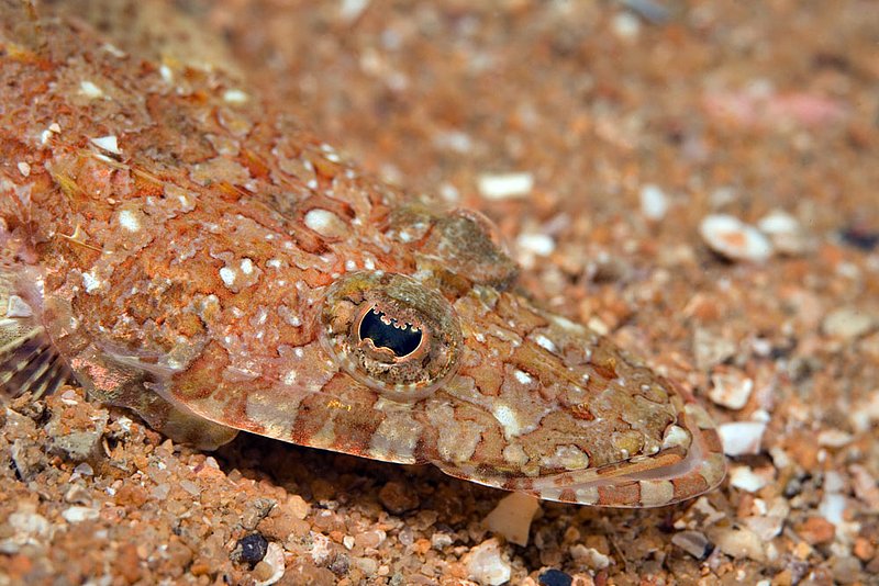 IMG_8432.jpg :: A Red-banded flathead fish (Onigocia oligolepis) camouflaged in the sand next to Bonsoong Wreck off of Khao Lak, Andaman Sea, Thailand.