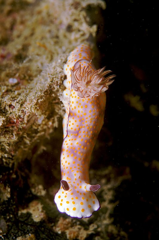 IMG_8507.jpg :: Two beautiful risbecia nudibranchs (Risbecia pulchella) found on Boonsung Wreck off of Khao Lak, Andaman Sea, Thailand.