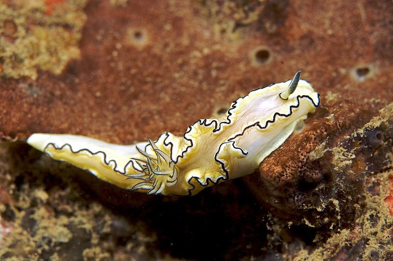 IMG_8510.jpg :: A Black-margined glossodoris nudibranch (Glossodoris atromarginata) hiding on Boonsung Wreck off of Khao Lak, Thailand, Andaman Sea.