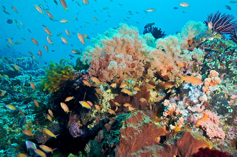 IMG_8530 78.jpg :: A healthy reef off of Nusa Penida near Bali, Indonesia, Indian Ocean.