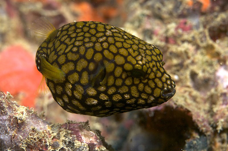 IMG_8532.jpg :: A juvenile puffer fish, Similan Islands, Thailand.