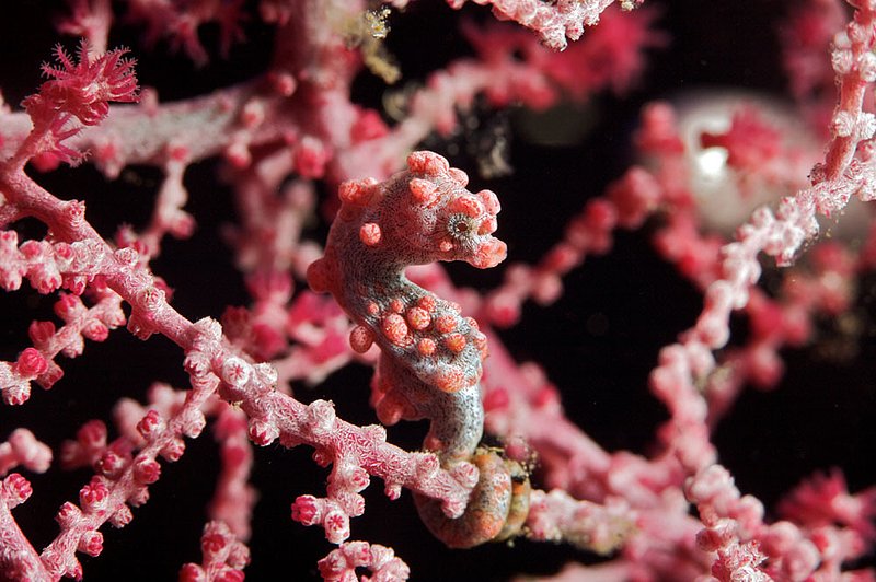 IMG_8585 13.jpg :: Pygmy seahorse (Hippocampus bargibanti) hiding in a fan coral next to the Liberty Wreck, Tulamben, Bali, Indonesia, Indian Ocean.