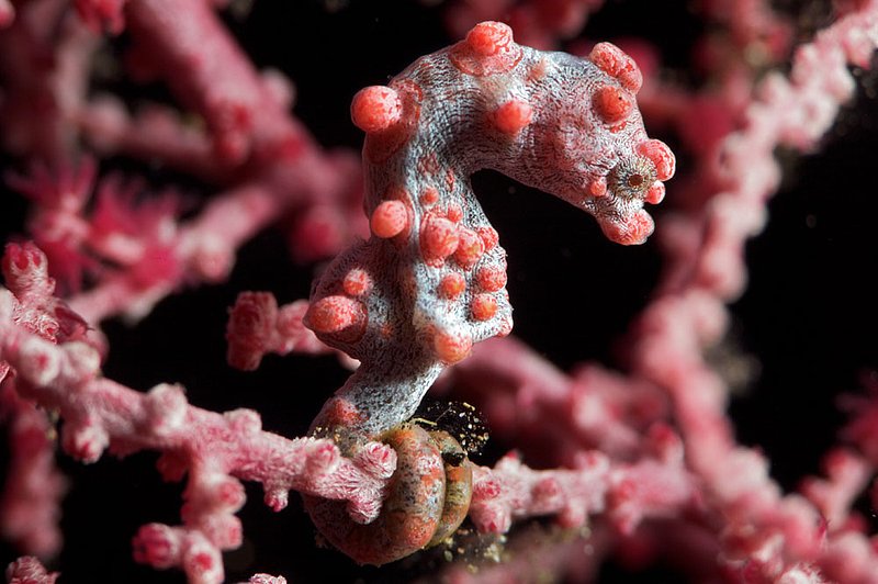 IMG_8591 19.jpg :: Pygmy seahorse (Hippocampus bargibanti) hiding in a fan coral next to the Liberty Wreck, Tulamben, Bali, Indonesia, Indian Ocean.