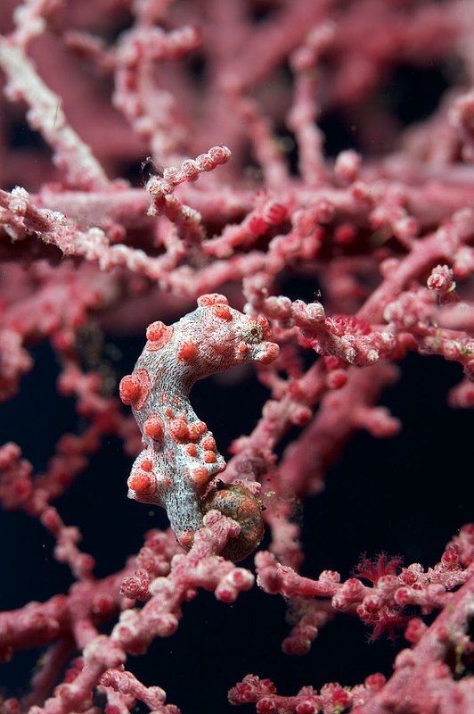 IMG_8599 27.jpg :: Pygmy seahorse (Hippocampus bargibanti) hiding in a fan coral next to the Liberty Wreck, Tulamben, Bali, Indonesia, Indian Ocean.