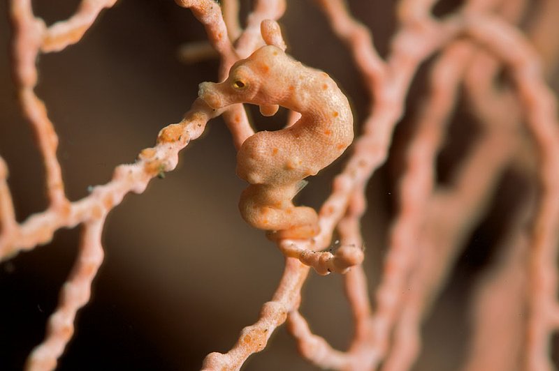 IMG_8635 63.jpg :: Pygmy seahorse (Hippocampus bargibanti) hiding in a fan coral next to the Liberty Wreck, Tulamben, Bali, Indonesia, Indian Ocean.