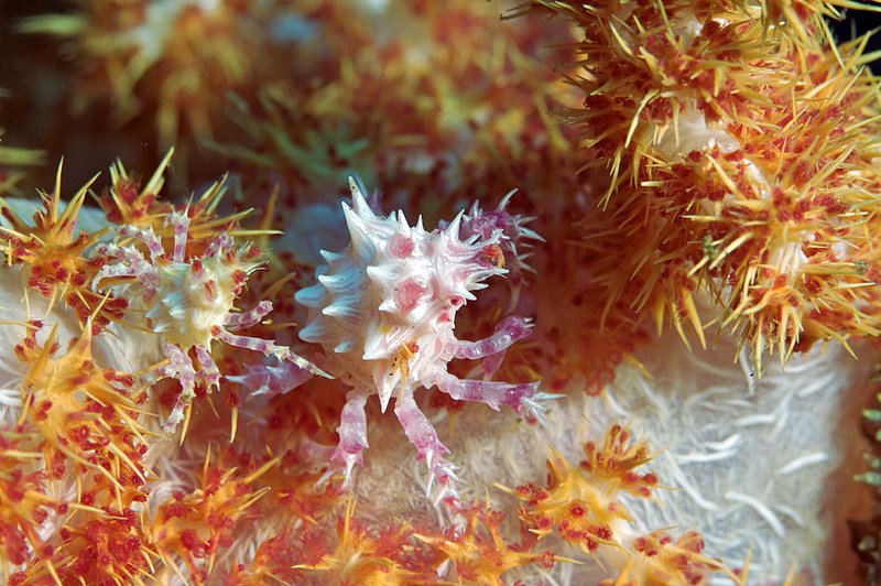 IMG_8650 78.jpg :: Two soft coral crabs (Hoplophyrs oatesii) blending in with its home, Bali, Indonesia, Indian Ocean.