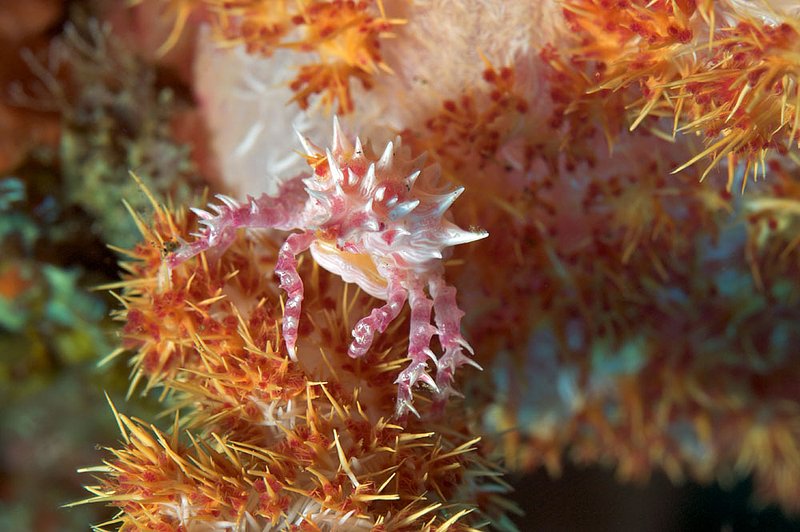 IMG_8663 91.jpg :: A soft coral crab (Hoplophyrs oatesii) blending in with its home, Bali, Indonesia, Indian Ocean.