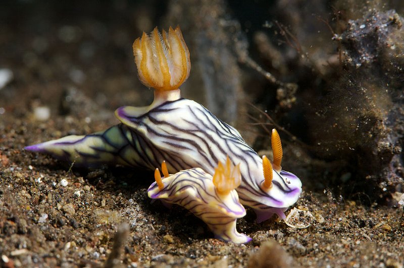 IMG_8690 118.jpg :: Two hypselodoris zephyra off of Tulamben in Bali, Indonesia, Indian Ocean.
