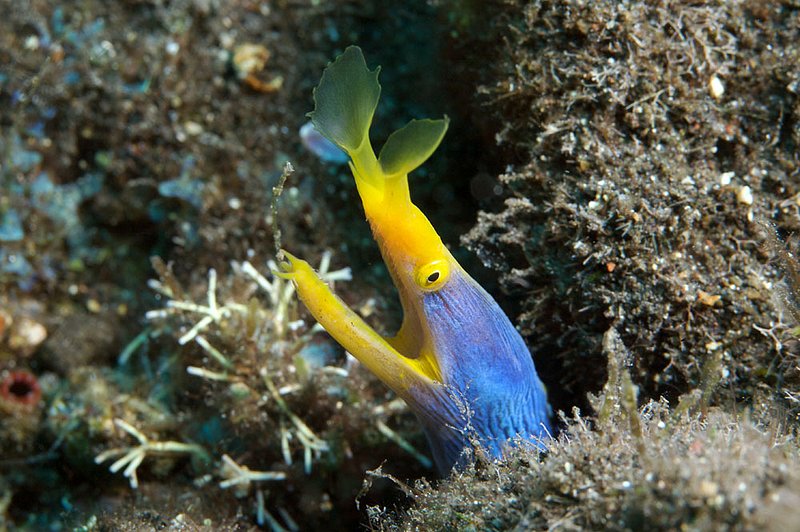 IMG_8717 145.jpg :: A female ribbon eel (Rhinomuraena quaesita), Bali, Indonesia, Indian Ocean.