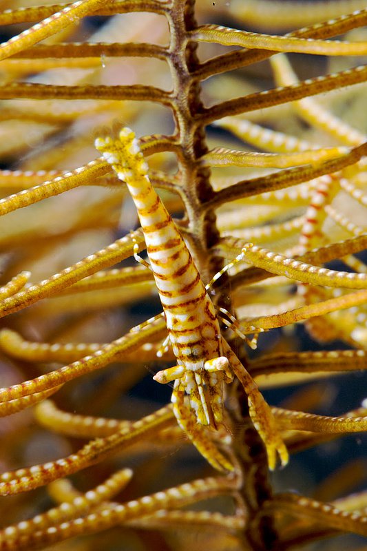 IMG_8723 151.jpg :: A commensal crinoid shrimp (Periclimenes sp.) hiding in a crinoid off of Tulamben, Bali, Indonesia, Indian Ocean.