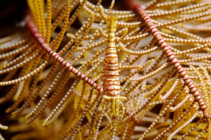 IMG_8732 160.jpg :: A commensal crinoid shrimp (Periclimenes sp.) hiding in a crinoid off of Tulamben, Bali, Indonesia, Indian Ocean.