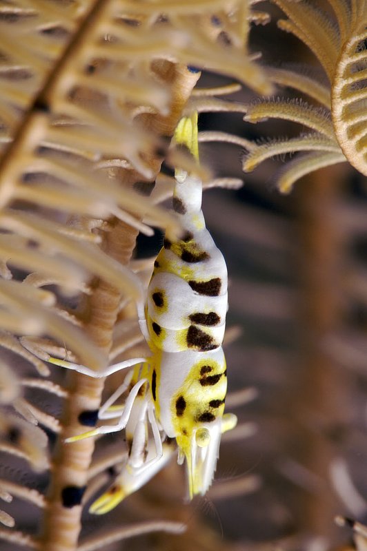 IMG_8748 176.jpg :: A commensal crinoid shrimp (Periclimenes sp.) hiding in a crinoid off of Tulamben, Bali, Indonesia, Indian Ocean.