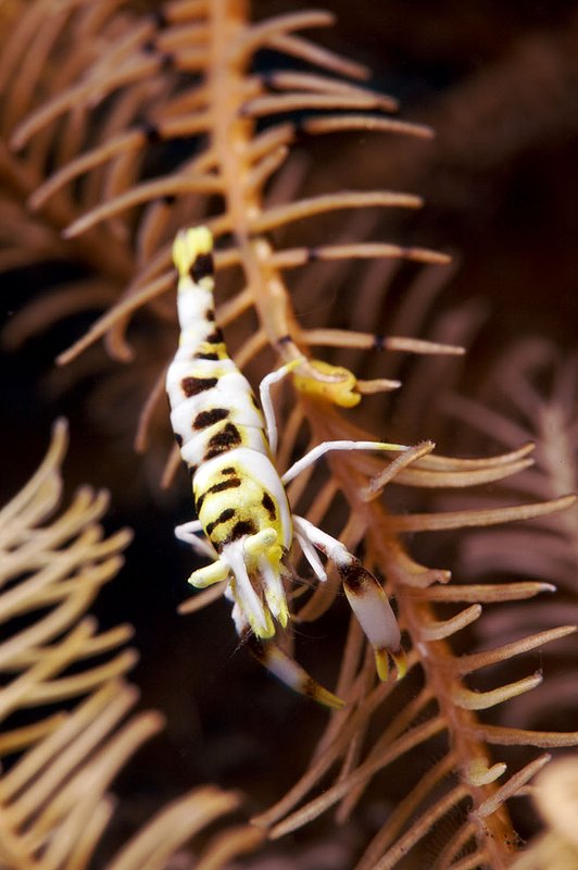 IMG_8764 192.jpg :: A commensal crinoid shrimp (Periclimenes sp.) hiding in a crinoid off of Tulamben, Bali, Indonesia, Indian Ocean.