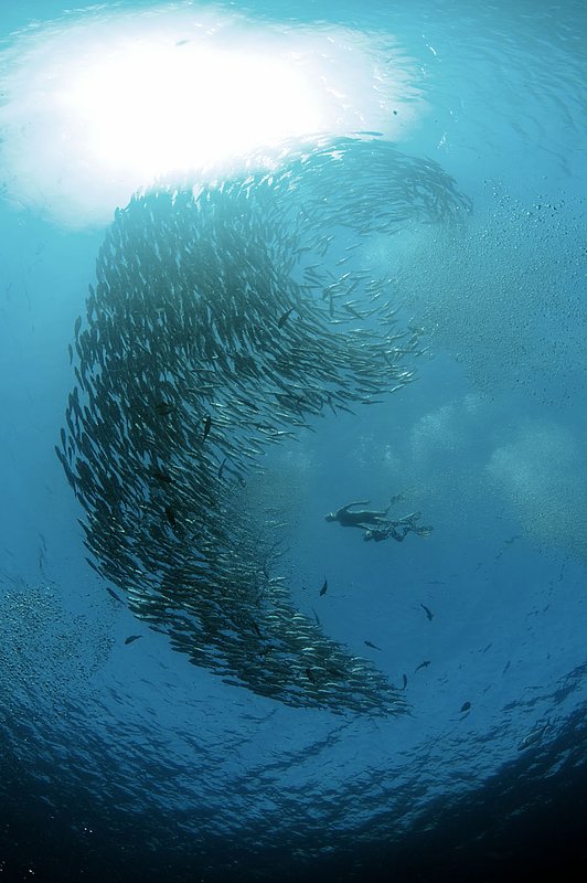 IMG_8939 97.jpg :: Schooling horse-eye jacks (Caranx latus) swim above the Liberty Wreck wtih two snorklers off of Bali, Indonesia, Indian Ocean.  