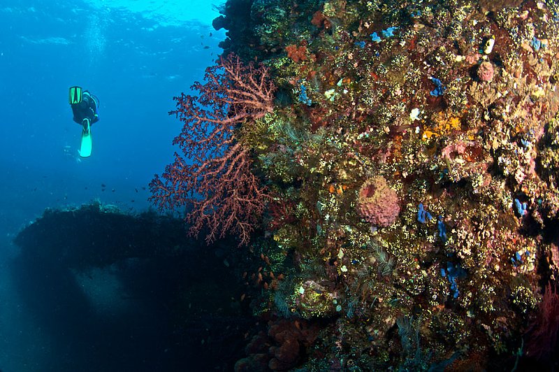 IMG_8994 152.jpg :: The World War II Liberty Wreck off of Tulamben, Bali, Indonesia, Indian Ocean.