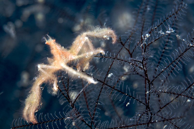 IMG_9009 167.jpg :: A furry orangutan crab (Achaeus japonicus) off of Bali, Indonesia, Indian Ocean.