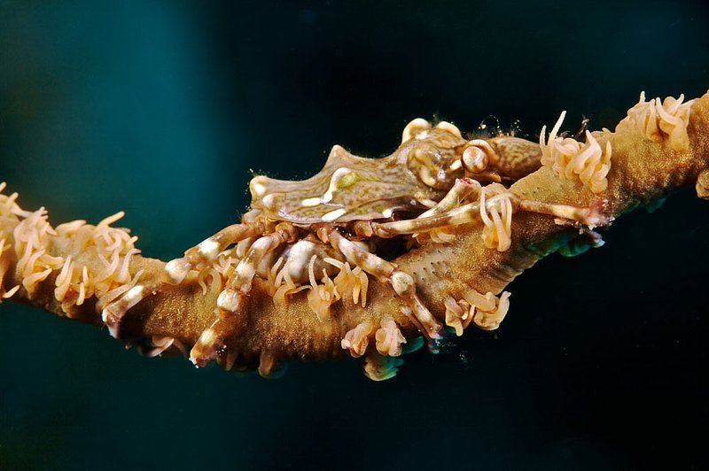 IMG_9032 189.jpg :: A whip coral spider crab (Xenocarcinus tuberculatus) off of Tulamben, Bali, Indonesia, Indian Ocean.