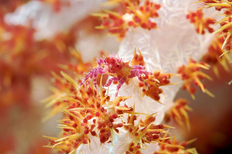 IMG_9071 228.jpg :: A soft coral crab (Hoplophyrs oatesii) blending in with its home, Bali, Indonesia, Indian Ocean.