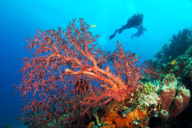 IMG_9136 293.jpg :: Divers explore the coral reefs off of Bali, Indonesia, Indian Ocean.