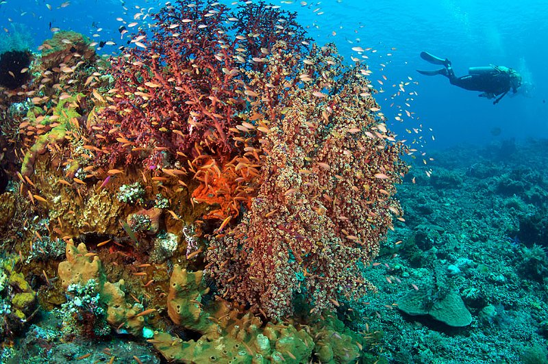 IMG_9151 308 (1).jpg :: A vibrant reef system off of Bali, Indonesia, Indian Ocean.