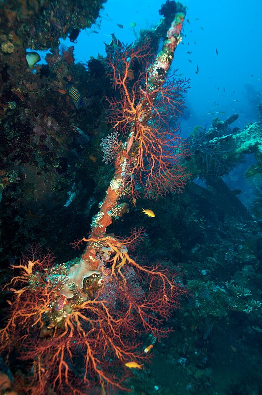 IMG_9196 40.jpg :: The World War II Liberty Wreck houses a healthy reef explored by thousands of divers every year.