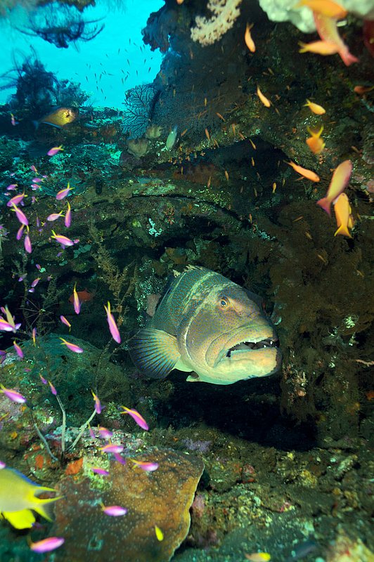 IMG_9204 48.jpg :: A large grouper taking haven on the Liberty Wreck, Tulamben, Bali, Indonesia, Indian Ocean.