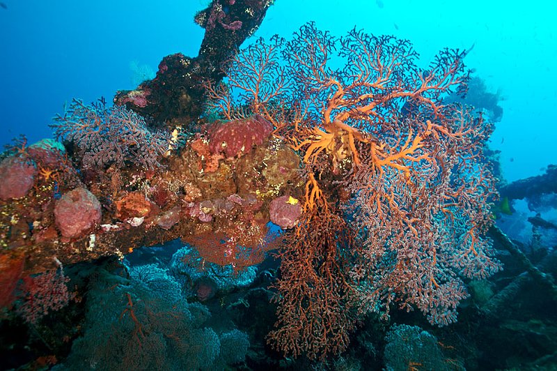 IMG_9219 63.jpg :: The Liberty Wreck off of Tulamben, Bali provides a home for for a healthy reef system, Indonesia, Indian Ocean.