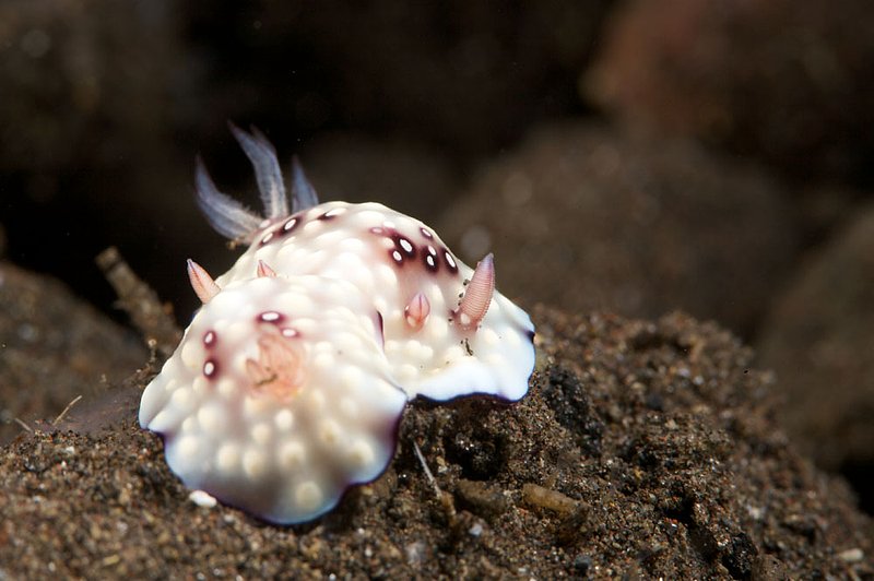 IMG_9272 116.jpg :: Two delicate chromodoris hintuanensis nudibranchs off of Tulamben, Bali, Indonesia, Indian Ocean.