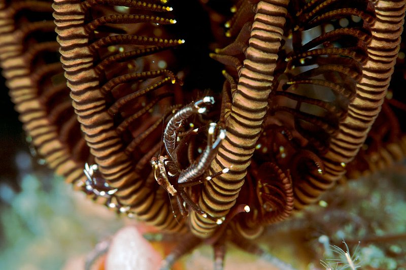 IMG_9331 175.jpg :: An elegant squat lobster (Allogalathea elegans) inside of a crinoid featherstar, Tulamben, Bali, Indonesia, Indian Ocean.