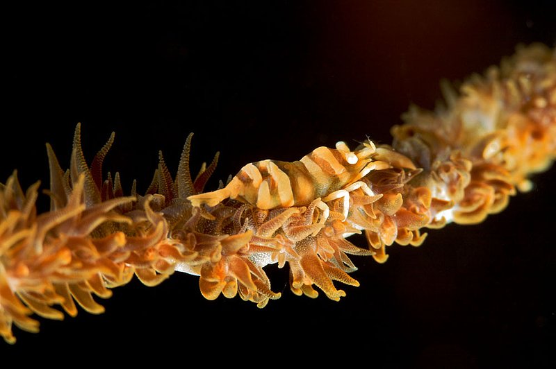 IMG_9343 187.jpg :: A small commensal whip coral shrimp (Pontonides unciger) blending in with its surroundings, Bali, Indonesia, Indian Ocean.