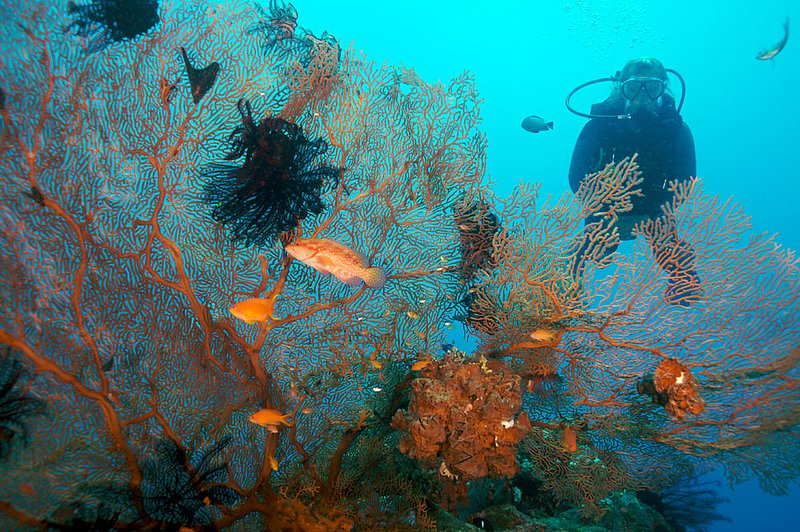 IMG_9391 31.jpg :: A large gorgonian sea fan (Subergorgia mollis) off of Bali, Indonesia, Indian Ocean