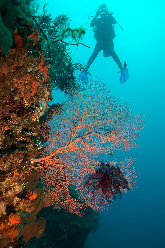 IMG_9408 48.jpg :: A diver photographs a wall next to a gorgonian seafan (Annella mollis) and diver, Tulamben, Bali, Indonesia.