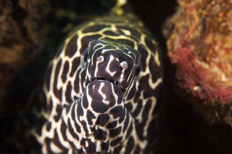 IMG_9429.jpg :: Honeycomb moray eel (Gymnothorax favagineus) living on Boonsung Wreck off of Khao Lak, Andaman Sea, Thailand