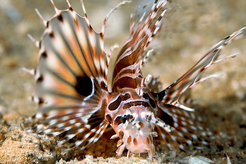 IMG_9433.jpg :: A zebra lionfish (Dendrochirus zebra) resting on Boon Sung Wreck, Andaman Sea, Thailand.