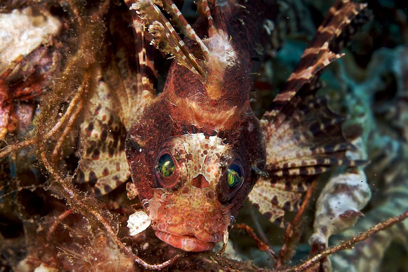 IMG_9460 93.jpg :: A lion fish in Bali, Indonesia.