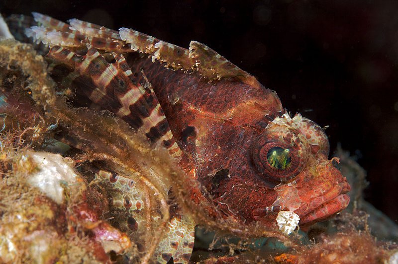 IMG_9461 94.jpg :: A shortfin lionfish (Dendrochirus brachypterus) rests off of Tulamben, Bali, Indonesia, Indian Ocean.