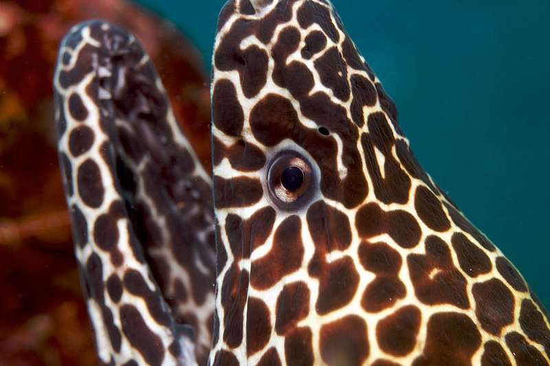 IMG_9468.jpg :: Honeycomb moray eel (Gymnothorax favagineus) living on Boonsung Wreck off of Khao Lak, Andaman Sea, Thailand