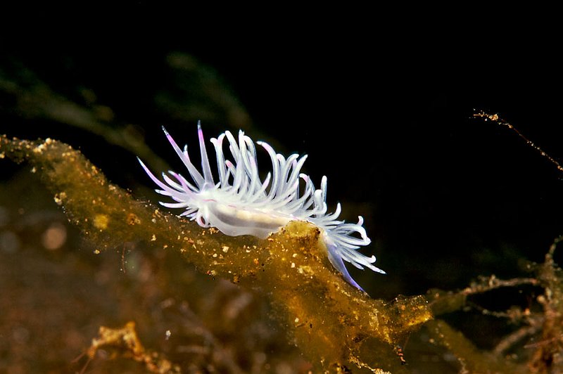 IMG_9470 103.jpg :: A tiny flabellina rubrolineata finds its way across the muck off of Tulamben, Bali, Indonesia, Indian Ocean.