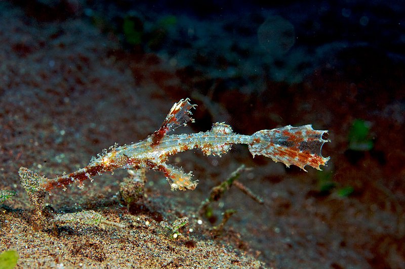 IMG_9473 106.jpg :: A small robust ghost pipefish (Solenostomus cyanopterus), Bali, Indonesia, Indian Ocean.
