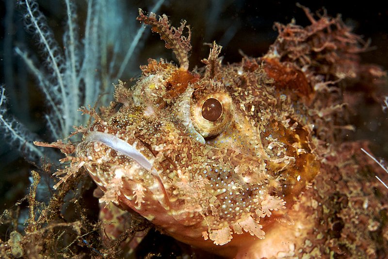 IMG_9488 121.jpg :: A scorpionfish (Scorpaenopsis oxycephata) in the Similan Islands, Andaman Sea, Thailand.