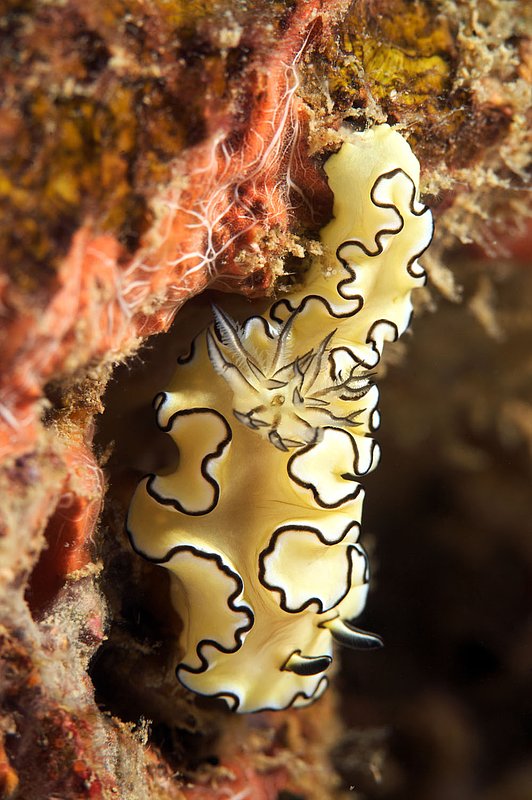 IMG_9501.jpg :: A Black-margined glossodoris nudibranch (Glossodoris atromarginata) hiding on Boonsung Wreck off of Khao Lak, Thailand, Andaman Sea.
