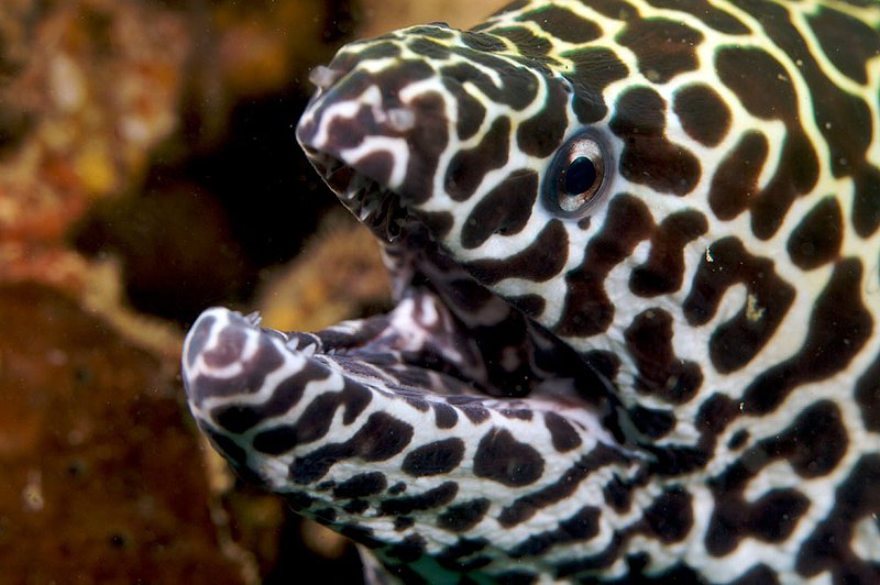 IMG_9515.jpg :: Honeycomb moray eel (Gymnothorax favagineus) living on Boonsung Wreck off of Khao Lak, Andaman Sea, Thailand