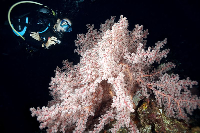 IMG_9535 168.jpg :: A diver exxamines soft corals during a night dive on the Liberty Wreck, Tulamben, Bali, Indonesia, Indian Ocean.  MR