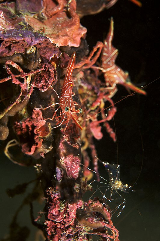 IMG_9550.jpg :: Durban hinge-beak shrimps 
(Rhynchocinetes durbanensis) hiding in a dark crevice on Boonsung Wreck off of Khao Lak, Andaman Sea, Thailand.