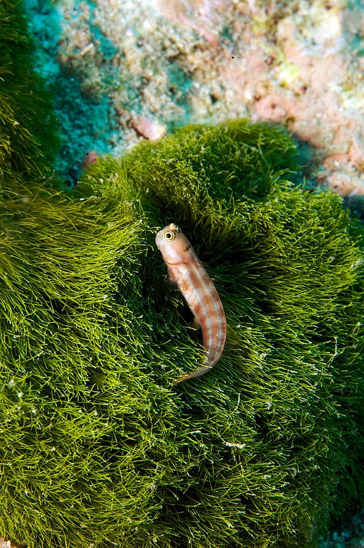 IMG_9679.jpg :: A blenny venturing out of its hole off the Similan Islands, Andaman Sea, Thailand.