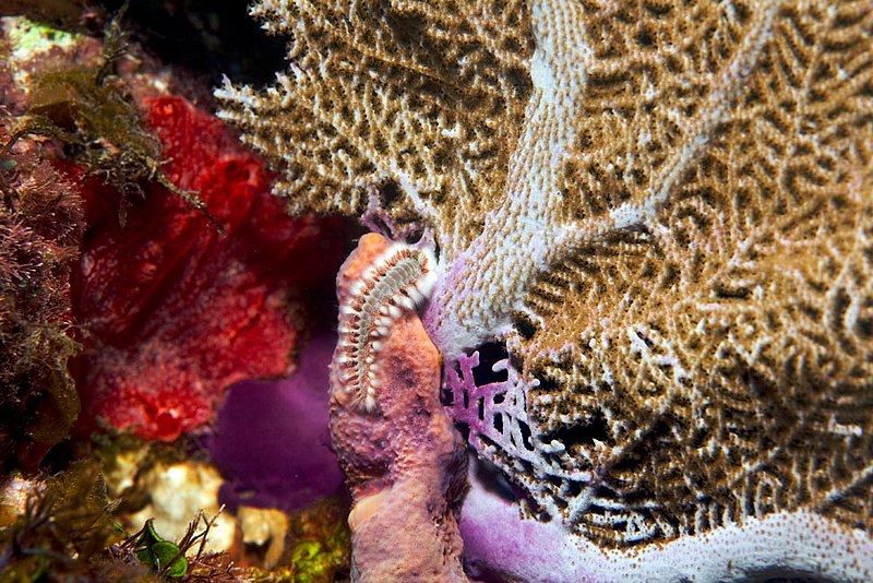 IMG_9724.jpg :: Bearded fireworm (Hermodice carunculata) off of Roatan, Honduras.